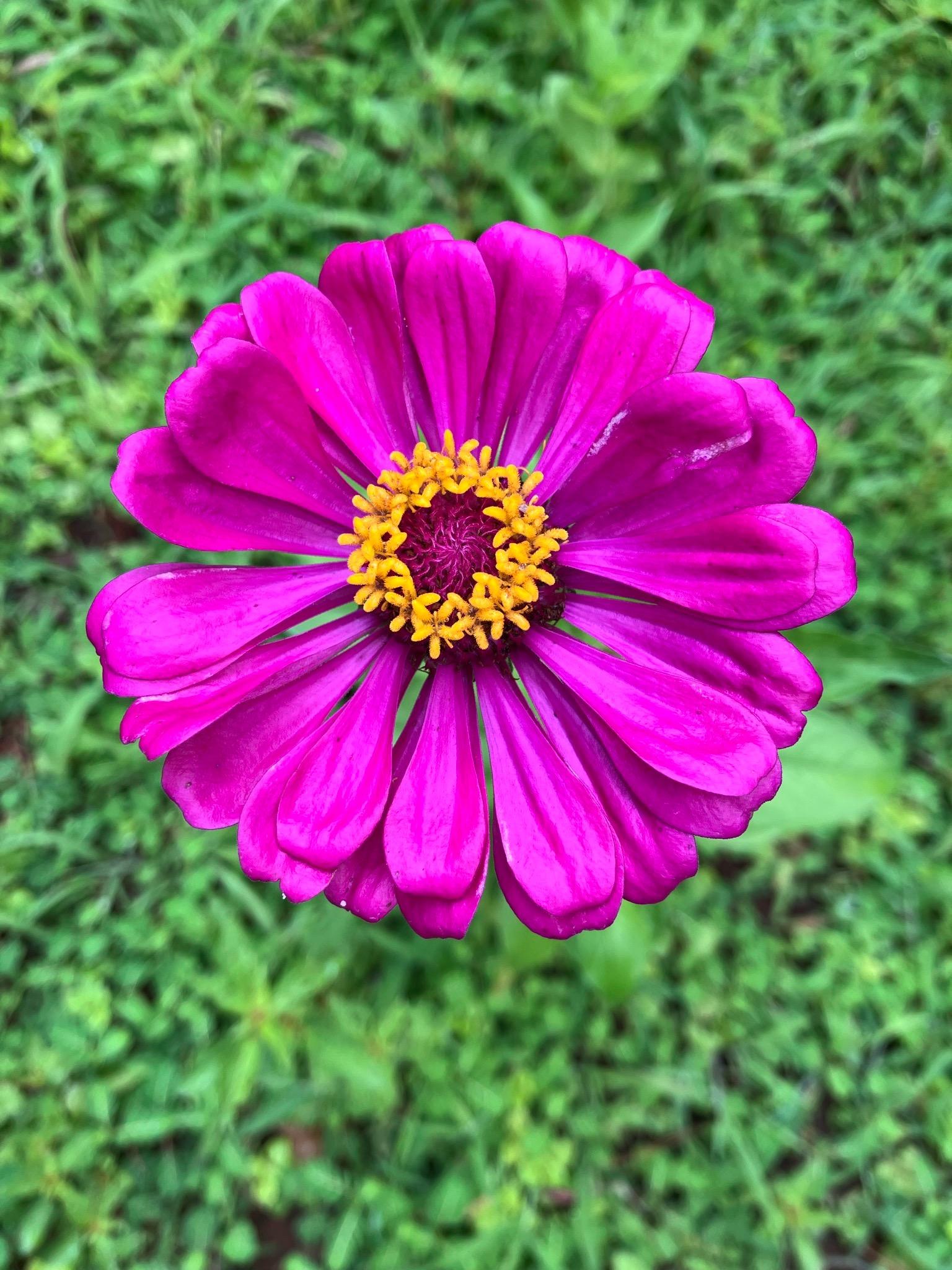 a mature purple prince zinnia flower in the center of the frame against a blurry background of green foliage on a sunny day