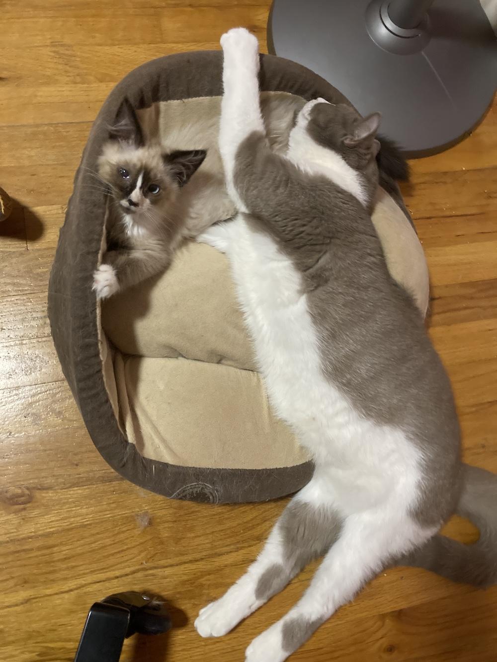 Photo of two cats lying more or less on a cat bed. The smaller kitten (Kitty Tuna) is lying on the larger cat's lower leg, looking up at the camera. The large cat (Francis Noodle) is stretched out sleeping, half on and half off the bed. They seem comfortable together.