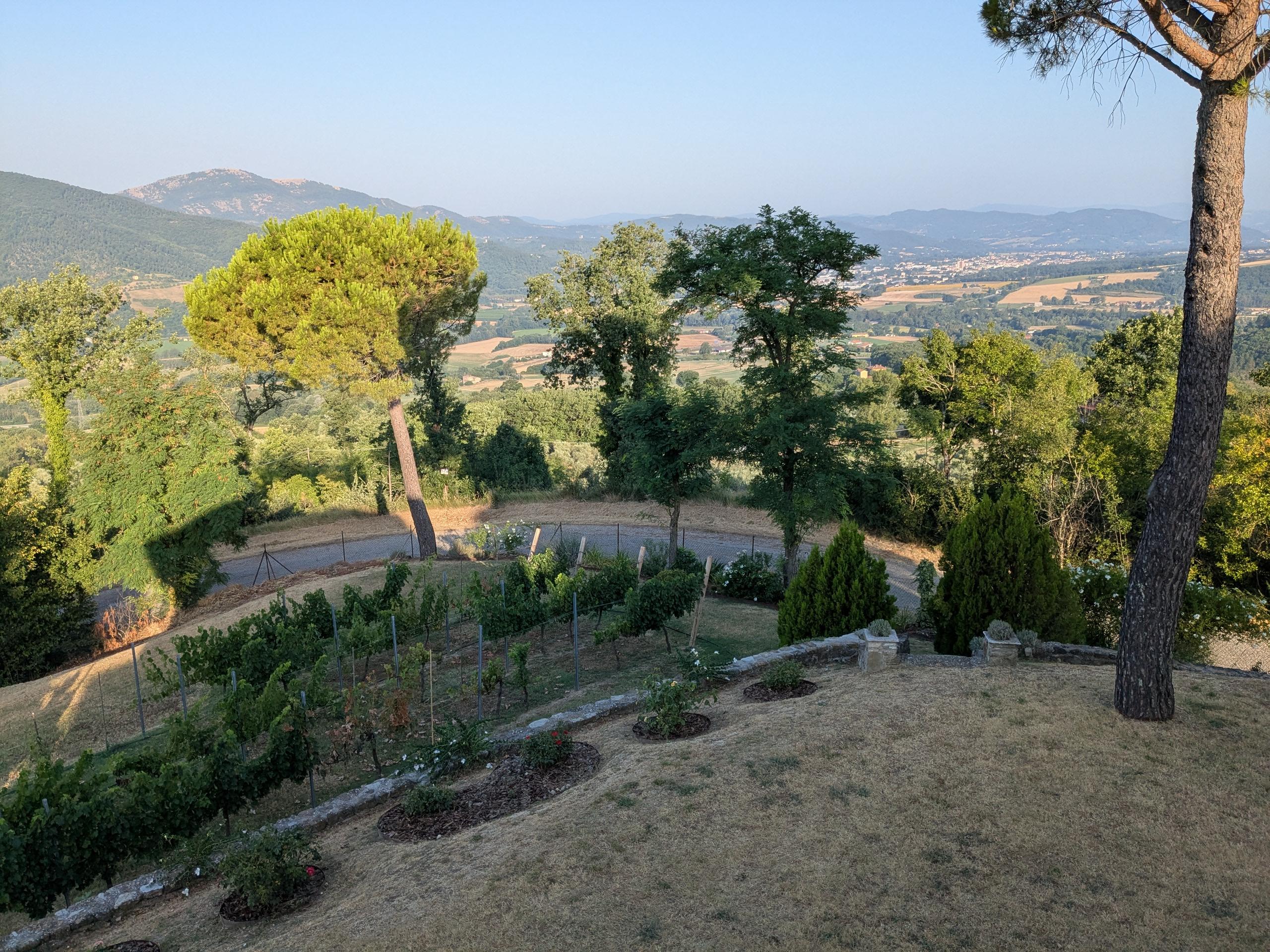 A view of our little vines and my garden from our upstairs window early Sunday morning. There is a road encircling the property, beyond which lie the fields and Meadows and the hills of #Umbria. I took a moment to say a fond goodbye as we are packing up for a (hopefully) quick trip to the US to check in with medical teams.