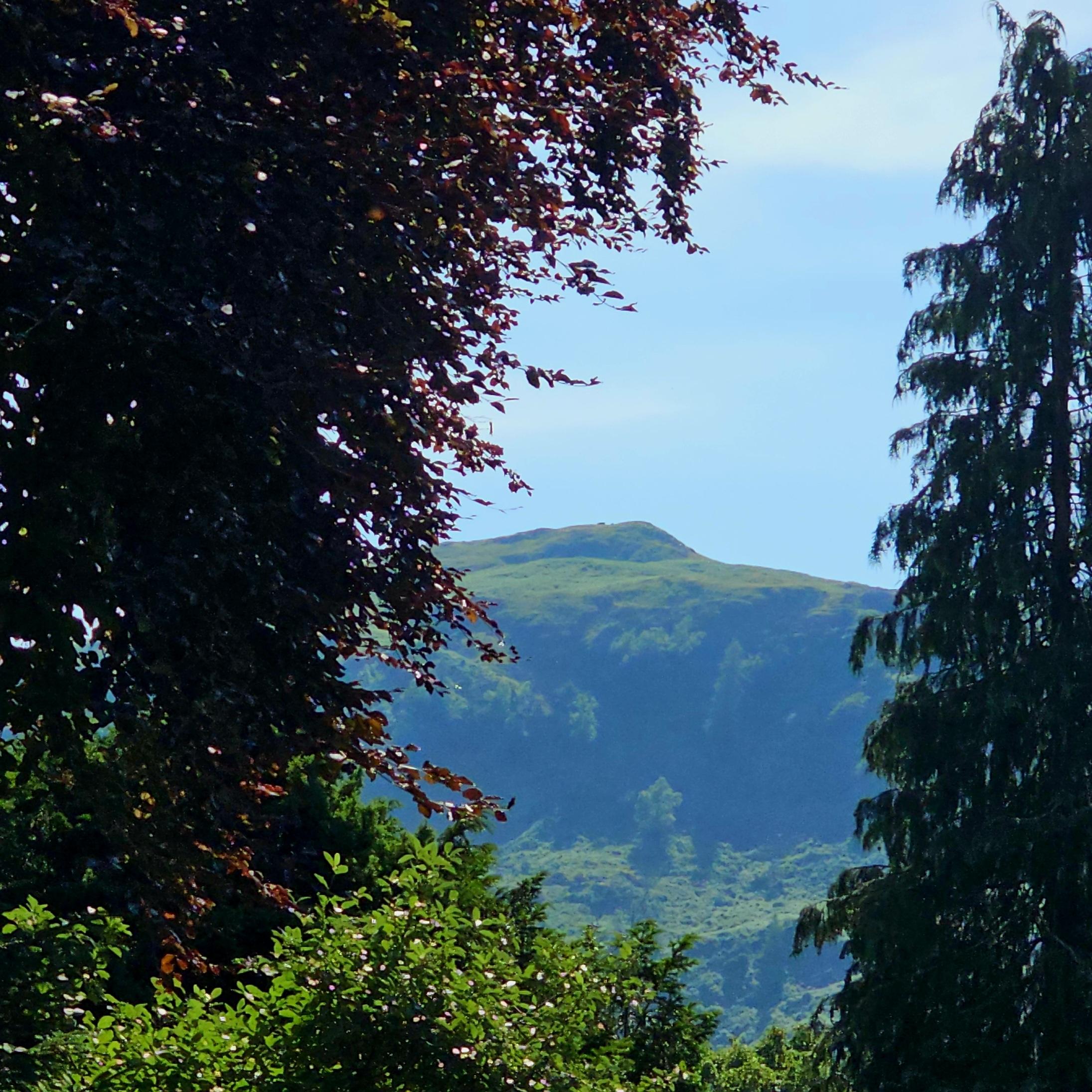 A grassy mountain can be seen in the gap between trees.