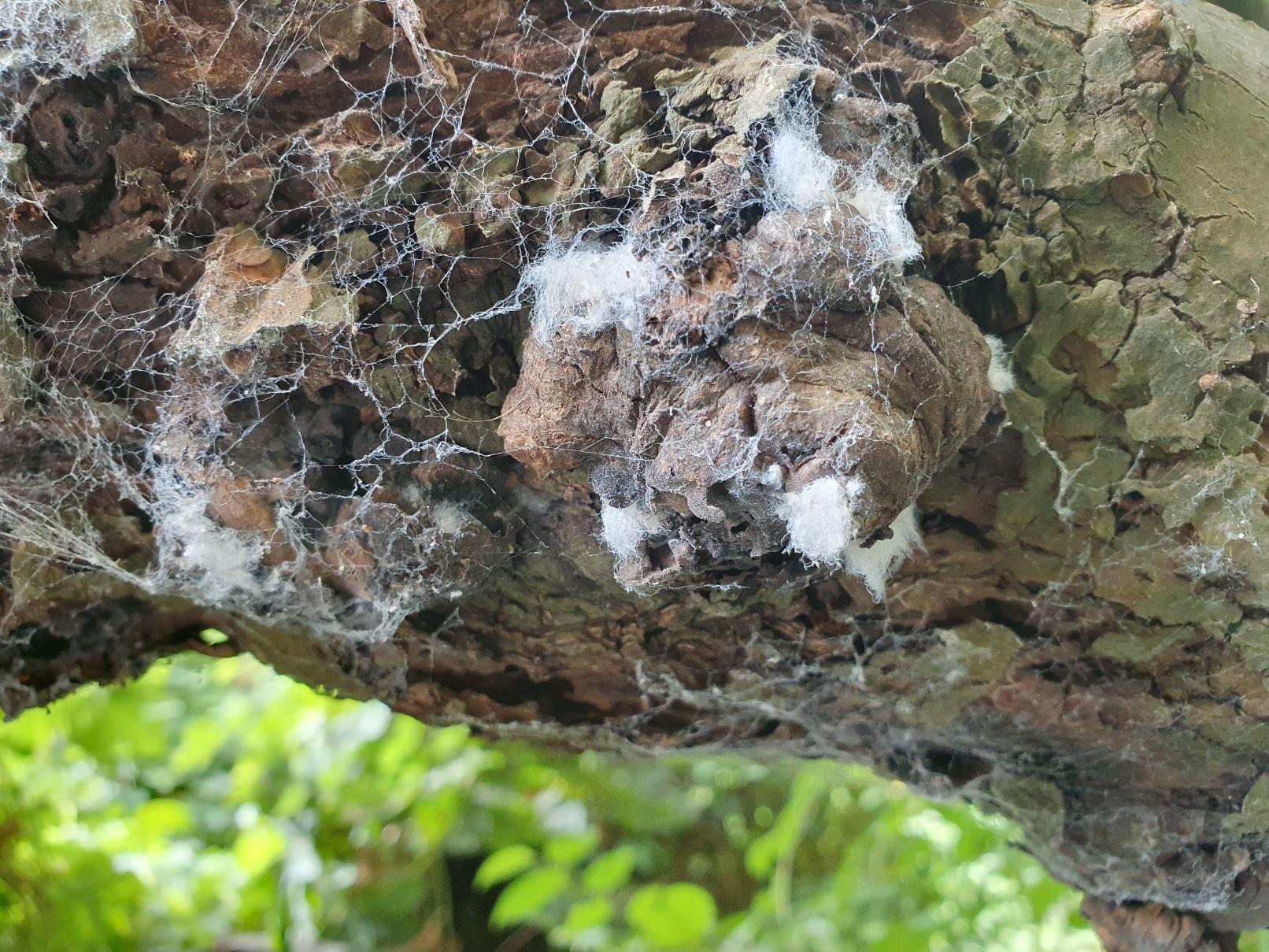 Deel van een tak begroeit met kleine pluisachtige toefjes witte schimmeldraden