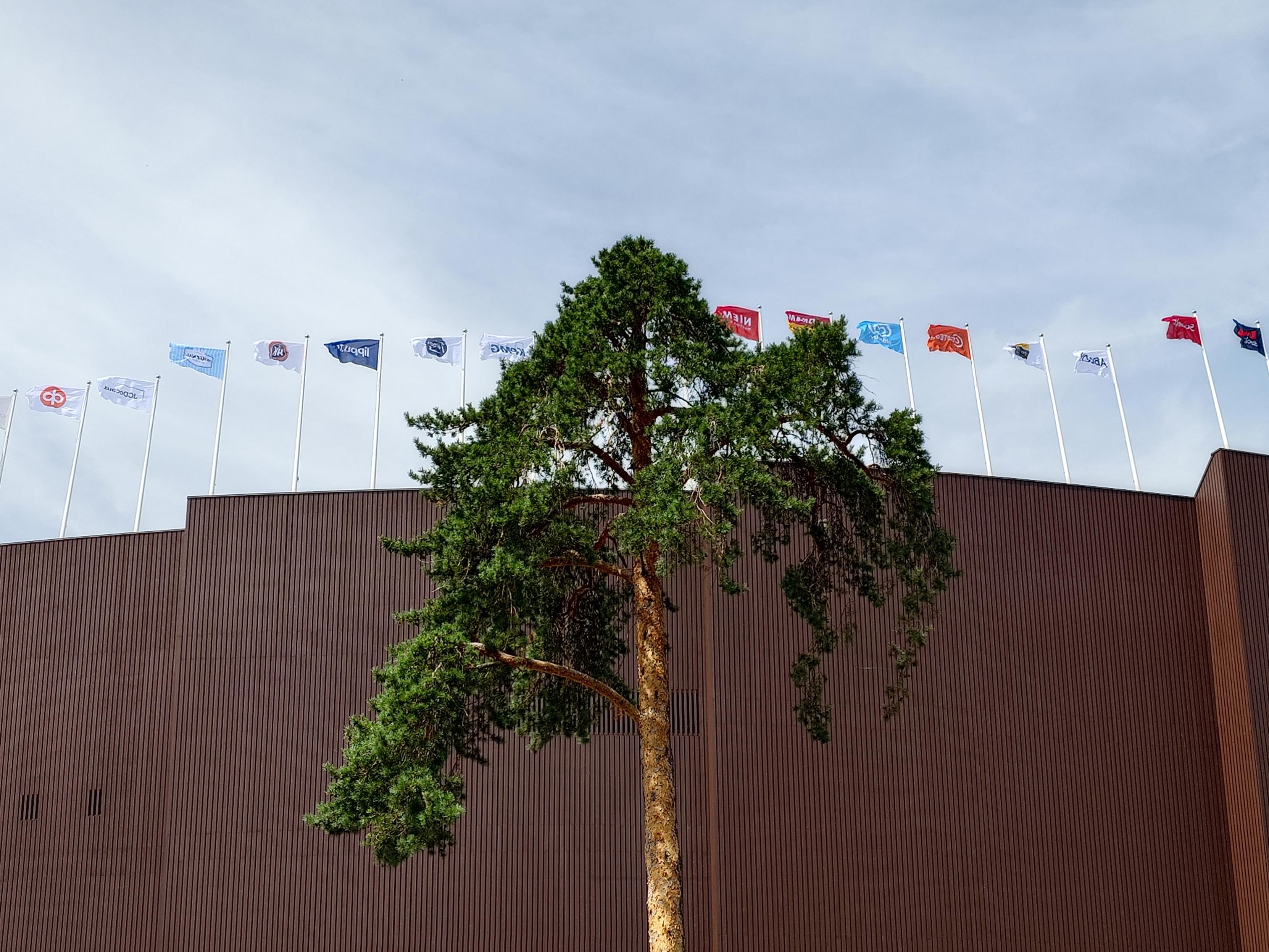 A free, proud solitary pine stands high against the background of the stadium's outside wooden panelling off dark brown colour, topped by a long row of flags flying in the wind.