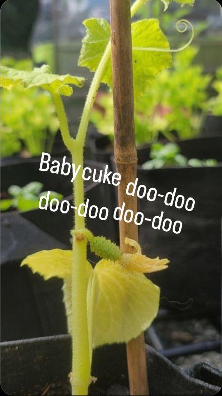 A tiny baby cucumber with yellow blossom on the end. A bamboo stake is next to it. The small plant has tendrils at the top. Words say "Baby cuke doo-doo doo-doo doo-doo"