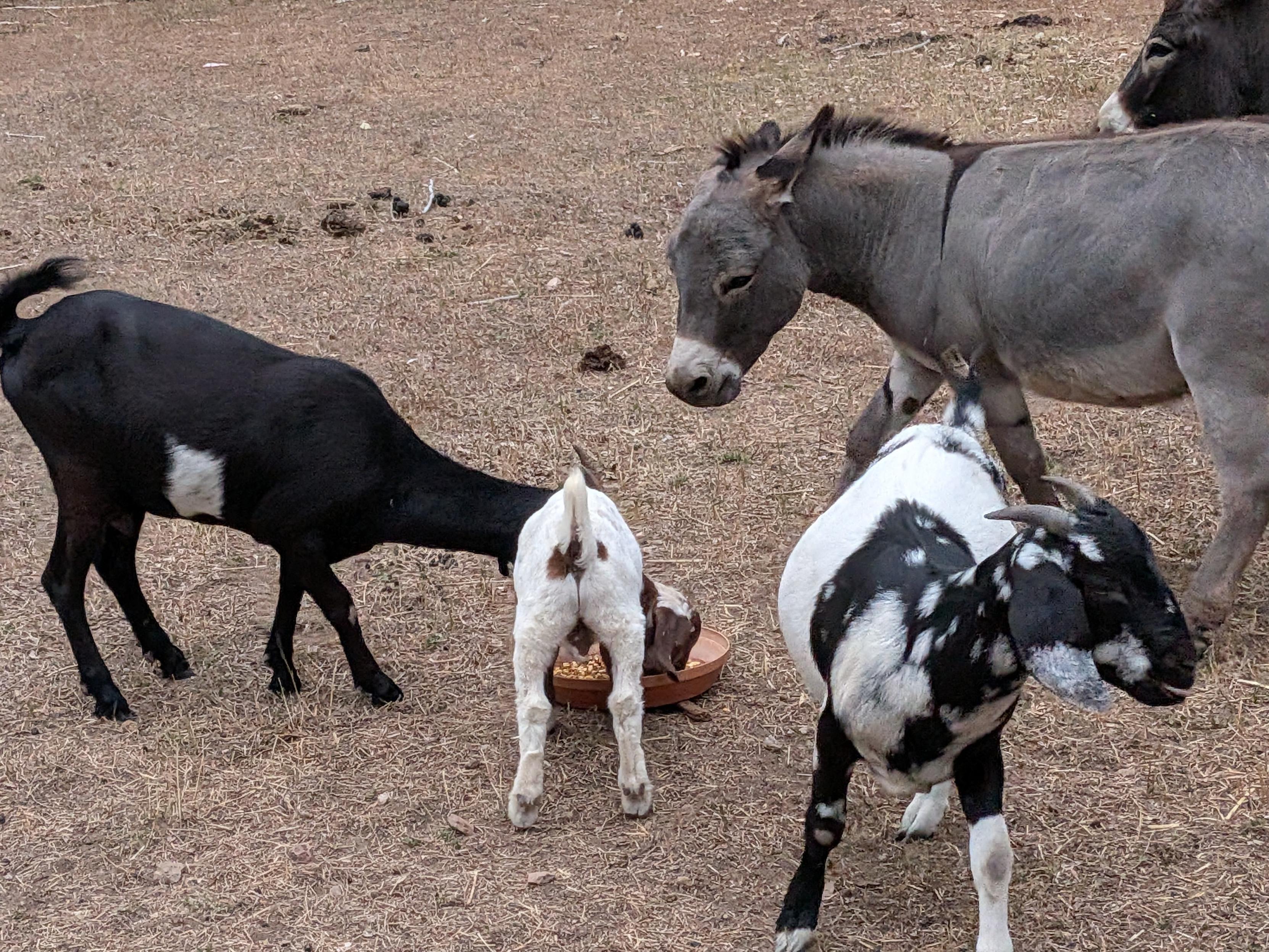 It's so dry this year we have to feed the goats and donkeys rather than letting them live in pasture grass 
A group of animals mills around a feeding pan