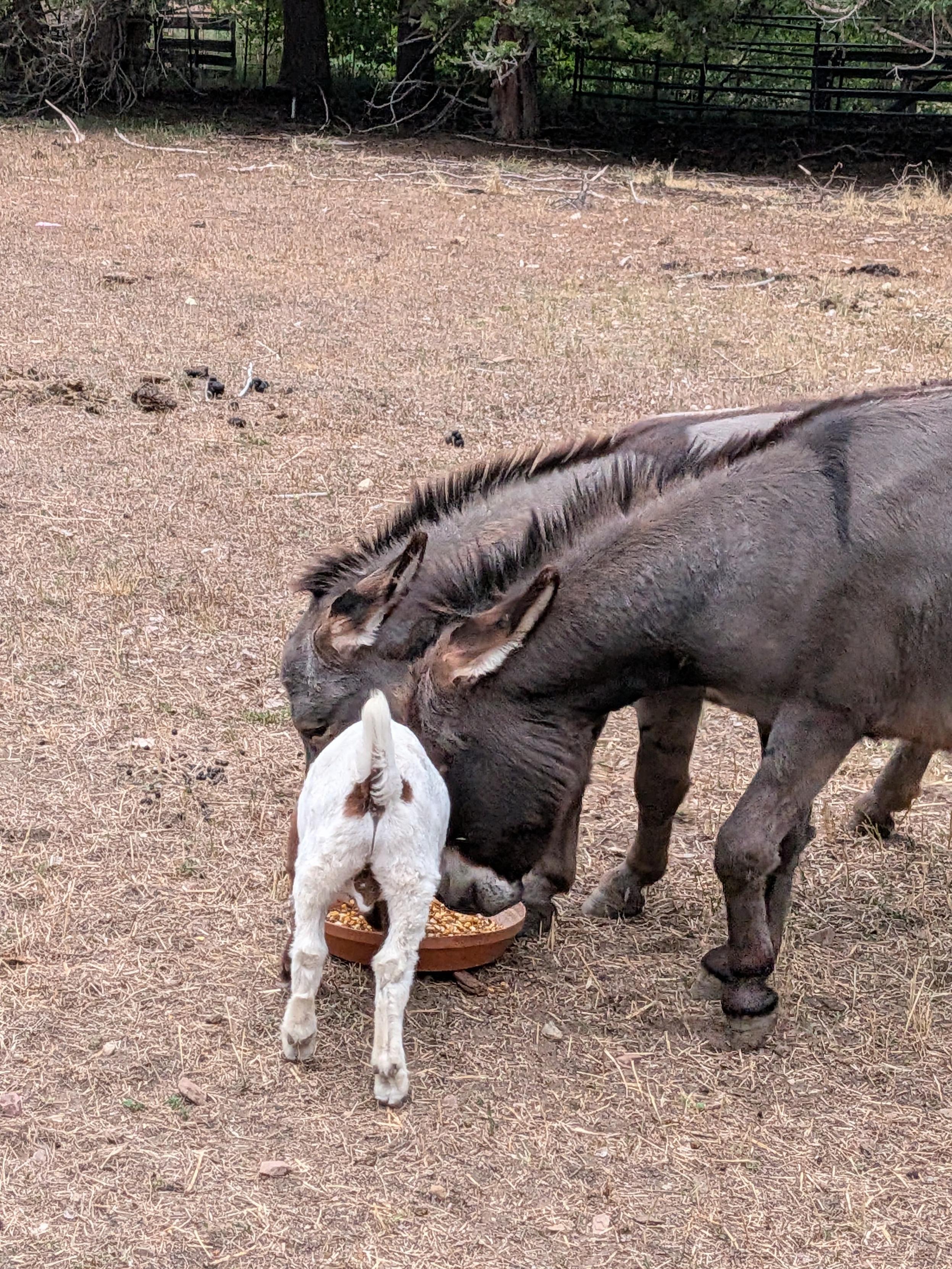 The two donkeys and baby goat Jamison eating from a feeding pan