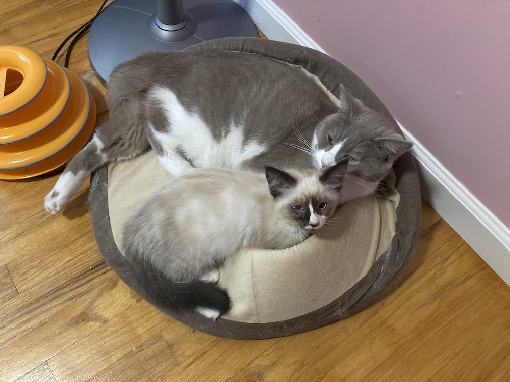 Photo of a gray & white cat (Francis Noodle) and a colorpoint kitten (Kitty Tuna) snuggled together in a cat bed.