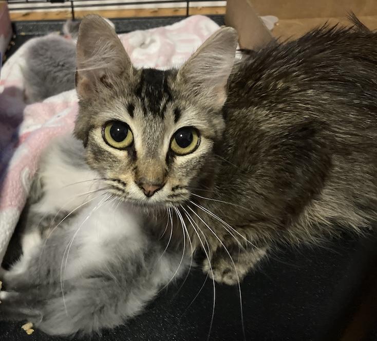 Photo of a black tabby cat with beautiful green eyes crouched and looking at the camera. Her three silver and white kittens are sleeping nearby (slightly out of focus). She was growling while I took this photo.