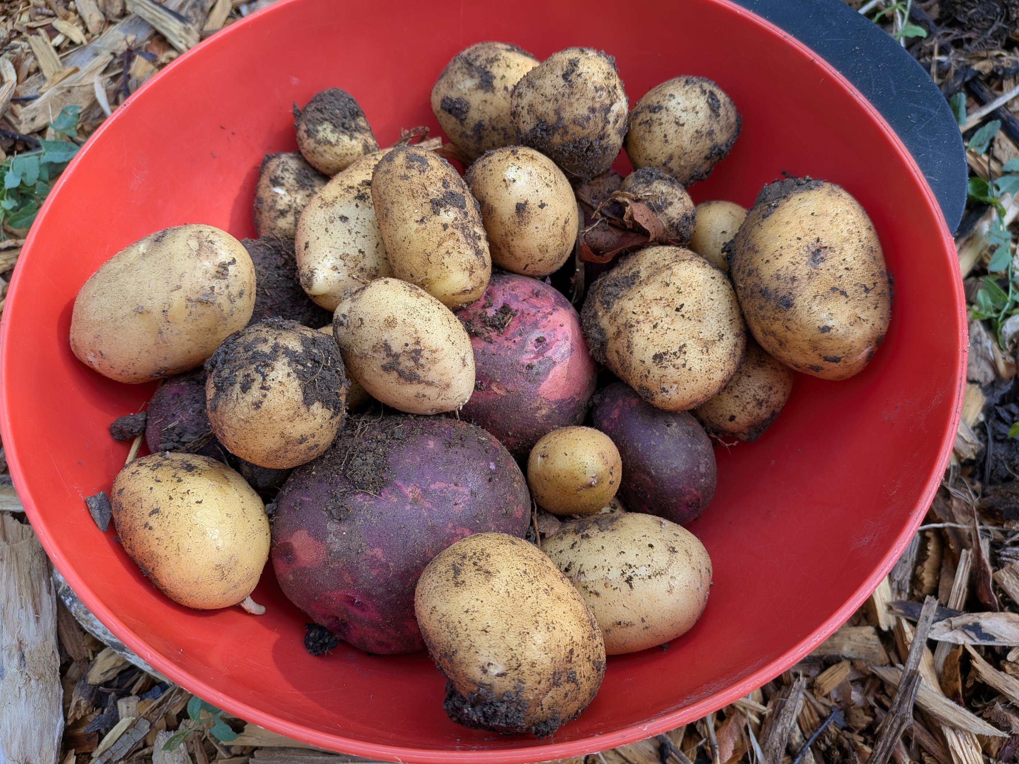 a bowl with dirty potatoes.
The white potatoes are called Charlotte, the purple are Purple Vikings.