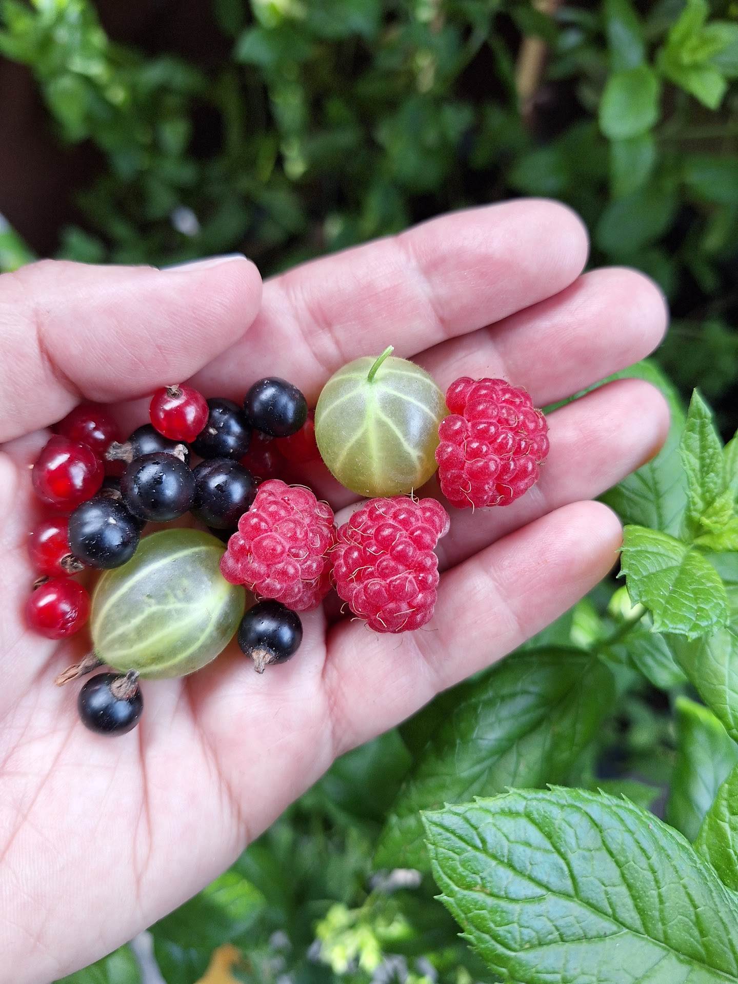 Berries held on a person's palm, in the background some mint.  Kämmenellä musta- ja punaherukoita, karviaisia ja vattuja. Taustalla minttupuska.