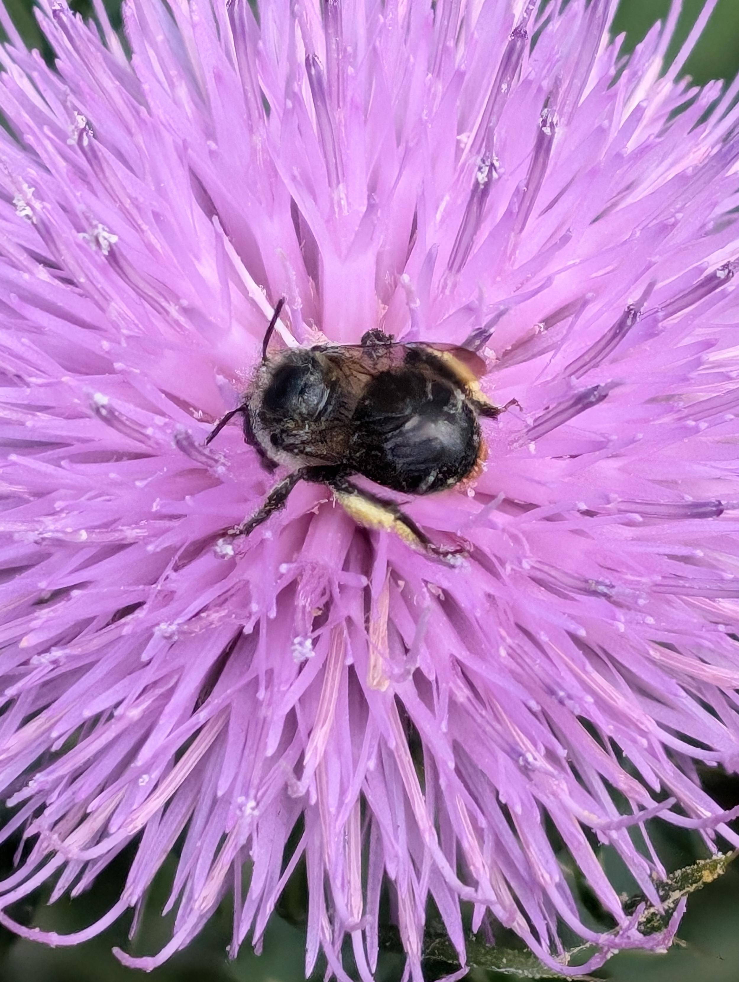 A bright purple flower with long tubular petals fills the screen. A black bee with white shoulders is face down in the middle, busily doing important bee stuff. Its back legs are covered in pale yellow pollen.
