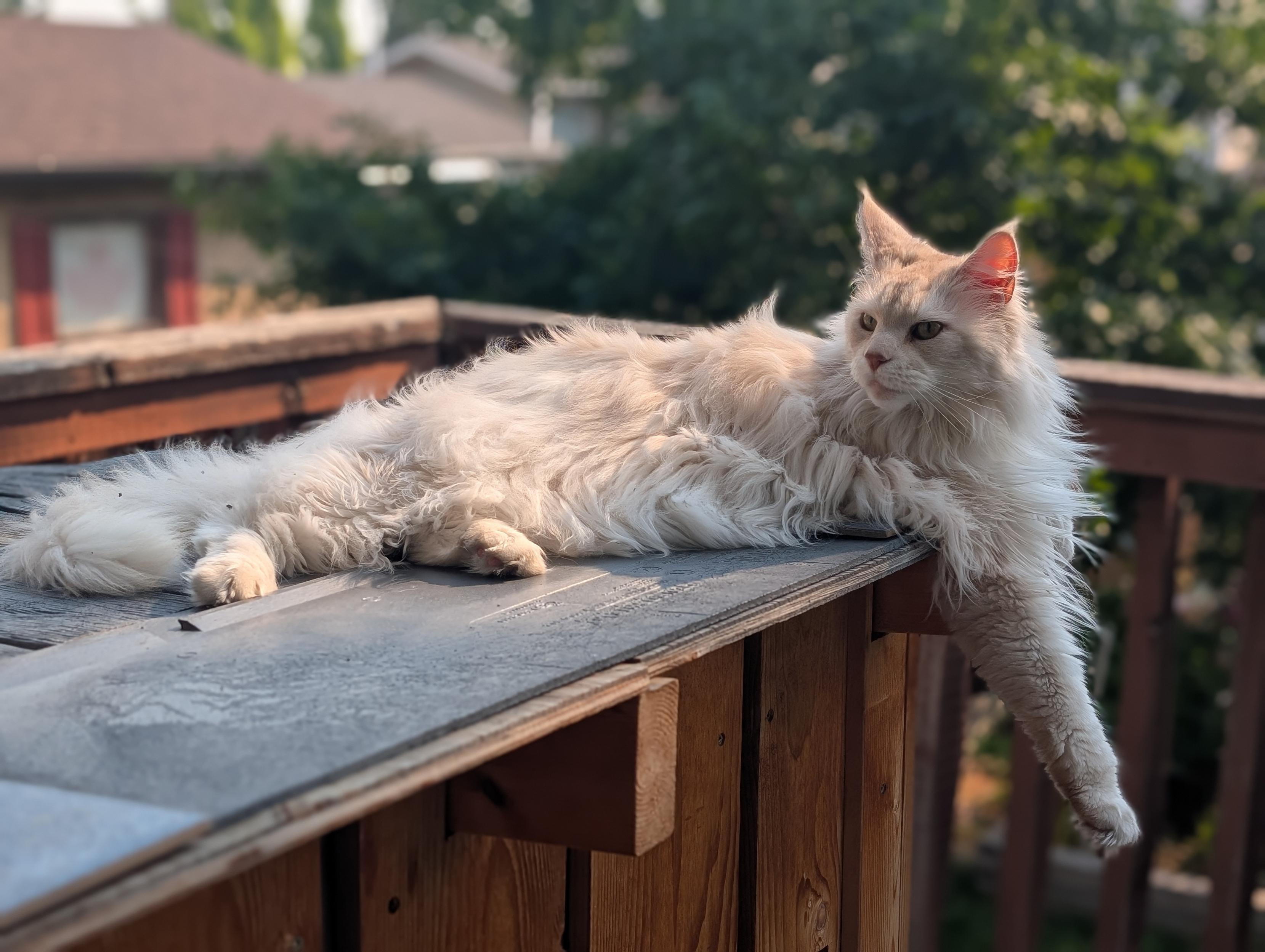 A cream coloured maine coon laying on his side. He has an arm hanging down over the edge of the small shed he is on.