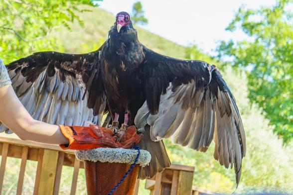 Photo of a turkey vulture spreading its wings, perched on a handler’s glove, on a pedestal. Injured by a vehicle while munching on carrion on a road in Wyoming, its left wing was broken. Despite rehab efforts by the Rocky Mountain Raptor Program, the bird, named Persephone, is unable to fend for itself in the wild. She’s about 15 years old, and is an ambassador for the program in their fundraising outreach efforts.