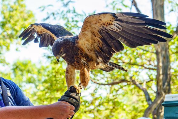 Photo of a Swainsons hawk spreading its wings, perched on a handler’s glove. Injured by a vehicle while munching on carrion on a road in Colorado, its left wing was broken. Despite rehab efforts by the Rocky Mountain Raptor Program, the bird, named Aowyn, is unable to fend for itself in the wild. She’s about 12-14 years old, and is an ambassador for the program in their fundraising outreach efforts.