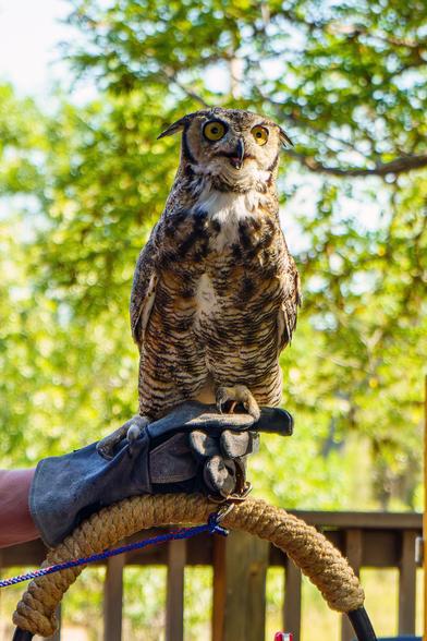 Photo of a great horned owl, perched on a handler’s glove, on a pedestal. Injured when it fell out of a nest, suffers from cognitive issues. Despite rehab efforts by the Rocky Mountain Raptor Program, the bird, named Collin, is unable to fend for itself in the wild. He’s about 15 years old, and is an ambassador for the program in their fundraising outreach efforts.