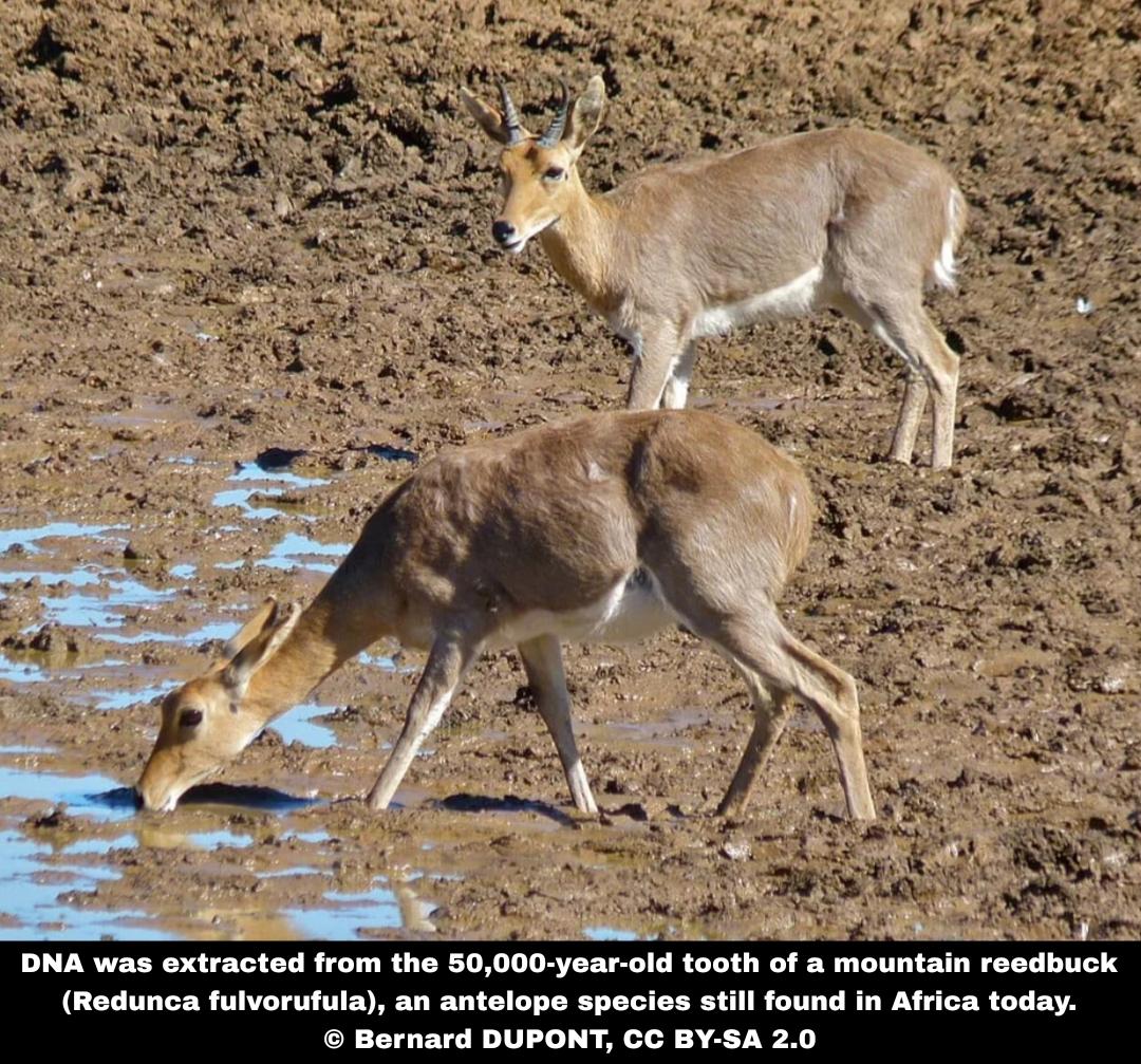 50,000-year-old DNA from South African antelope rewrites limits of ancient DNA preservation
