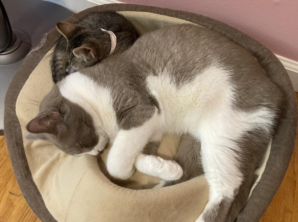 Photo of a large cat (Francis Noodle) sleeping in the round cat bed with a small kitten (The Kitten Formerly Known As Prince) curled up behind his shoulders.