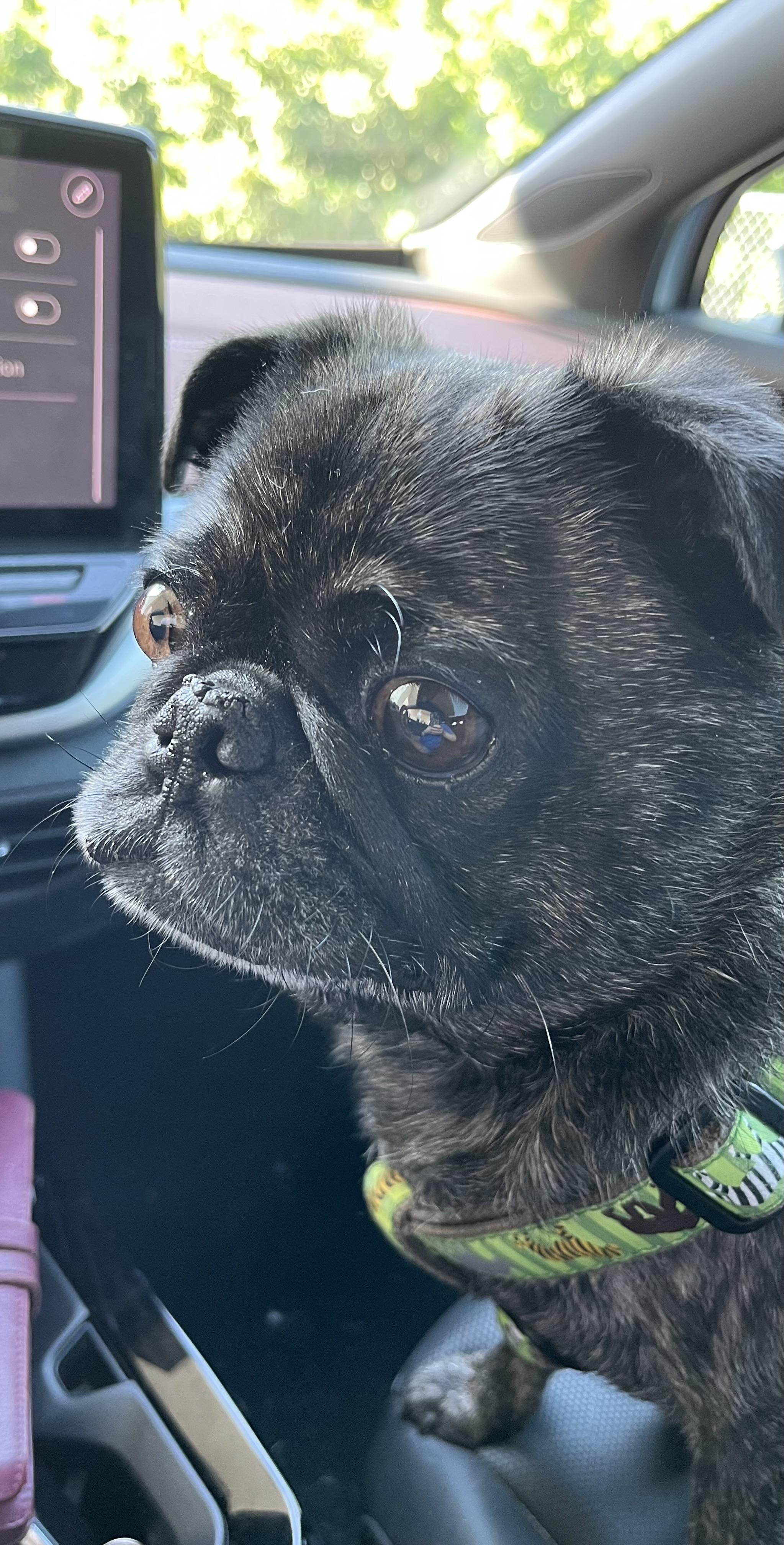Pug picture. A brindle pug sitting in the passenger front seat of an ID.4. His favorite car.