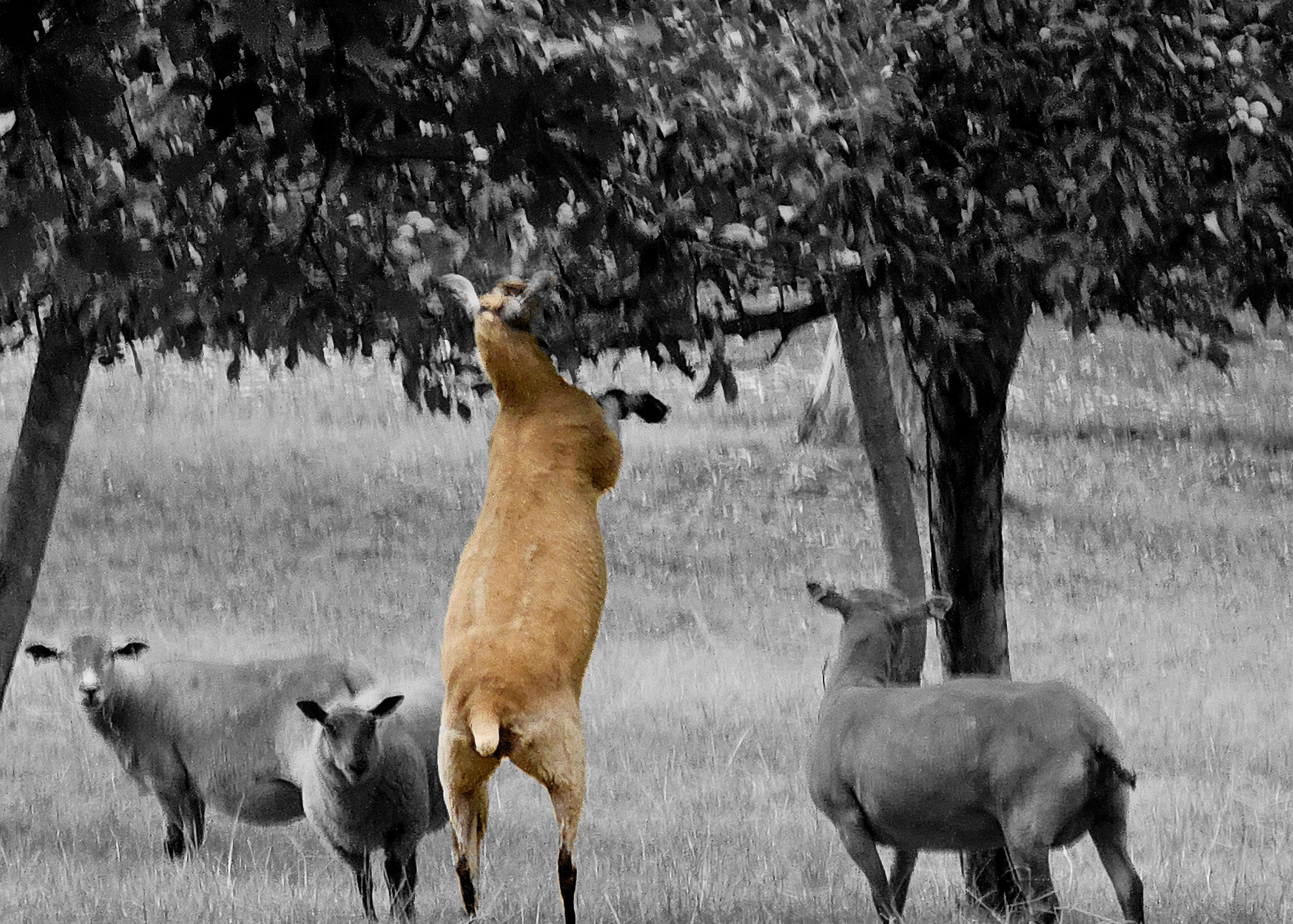 Black and white photo of sheep in an orchard, but one sheep, picked out in colour, is standing on its hind legs, eating leaves off a tree.