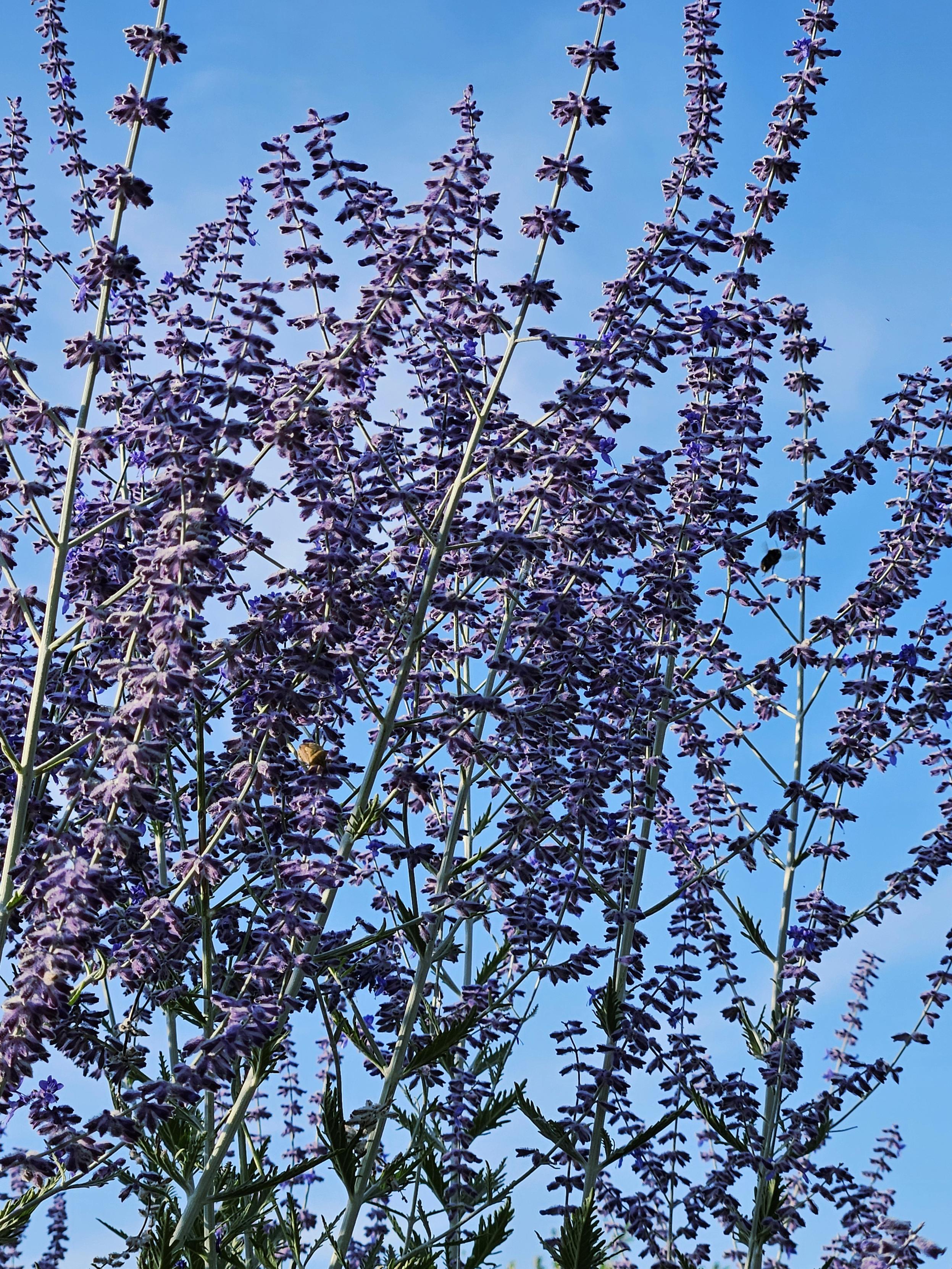 Bild einer Blauraute, die ihre Stängel mit lila Blüten gegen den blauen Himmel streckt