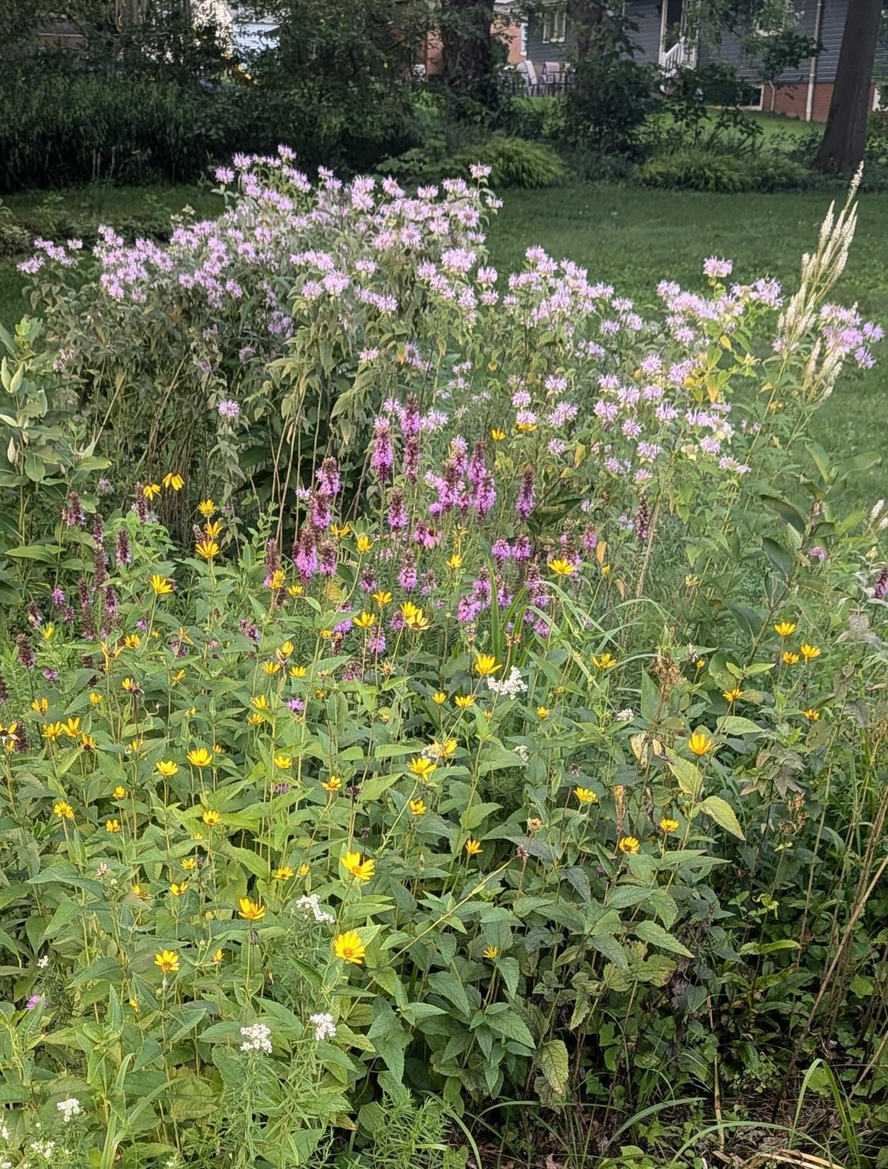 Yellow daisy like flowers bloomon one foot high plants in front of spiky pink flowers and tall light purple blooming plants