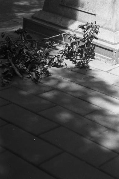 Ilford FP4 Plus 125 (FF)

English
A black-and-white photograph showing a pile of dried, wilted plant branches and leaves scattered on a stone-paved ground. The branches are tangled and appear to have been discarded or fallen naturally. Shadows of nearby objects and trees are cast on the pavement, adding depth to the scene.
中文
一张黑白照片，展示了一堆干枯、凋零的植物枝条和叶子散落在石板铺成的地面上。枝条纠缠在一起，看起来像是被丢弃或自然落下。附近物体和树木的影子投射在石板上，为场景增添了深度。
