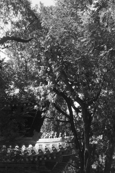Ilford FP4 Plus 125 (FF)

English
Black-and-white photograph of a traditional Chinese temple roof partially obscured by dense tree branches. The roof features detailed carvings and small figurines along its edges. The trees in the foreground create a natural frame, with sunlight filtering through the leaves, casting dappled shadows on the structure.
中文
这张黑白照片展示了被茂密树枝部分遮挡的中国传统寺庙屋顶。屋顶的边缘装饰着精美的雕刻和小雕像。前景中的树木形成了自然的框架，阳光透过树叶洒下斑驳的阴影，照在建筑上。