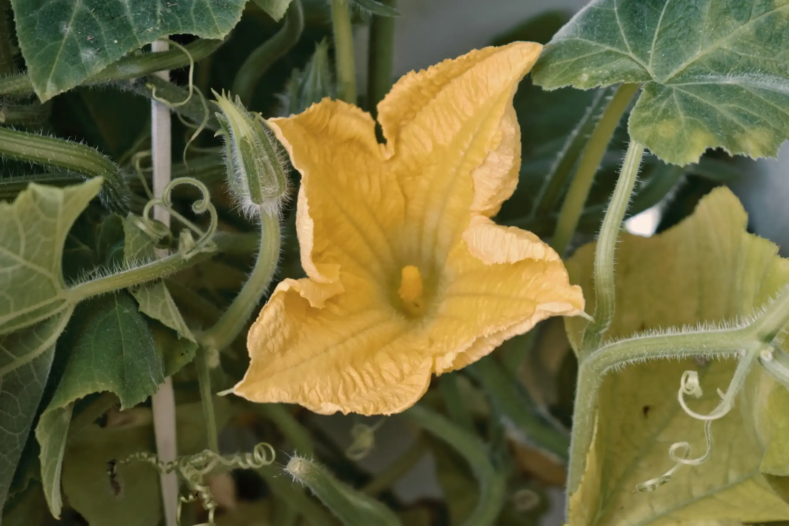 Efimerísima flor de calabaza. Se postula muy sugerentemente para la polinización pero no tiene paciencia.
