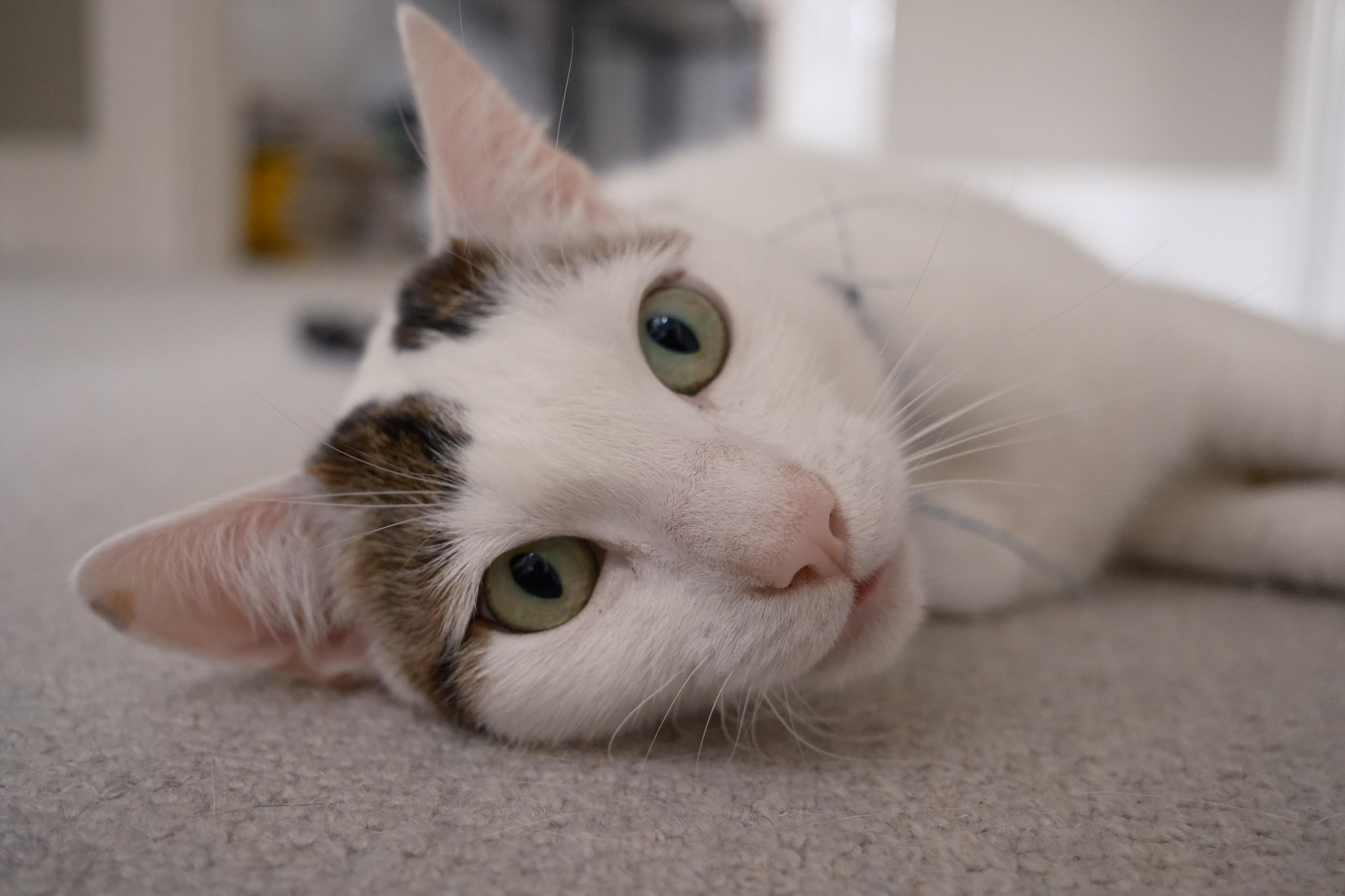 A close-up of a white cat with brown patches, lying on a carpet. The cat has large green eyes and its head is slightly tilted, looking directly at the camera.