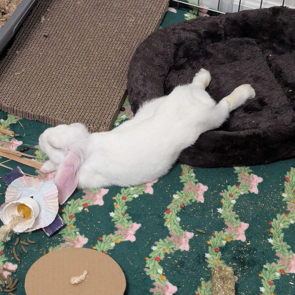 A young white rabbit with lop ears laying on a green blanket with his back feet and toes propped up on a fluffy black pet bed
