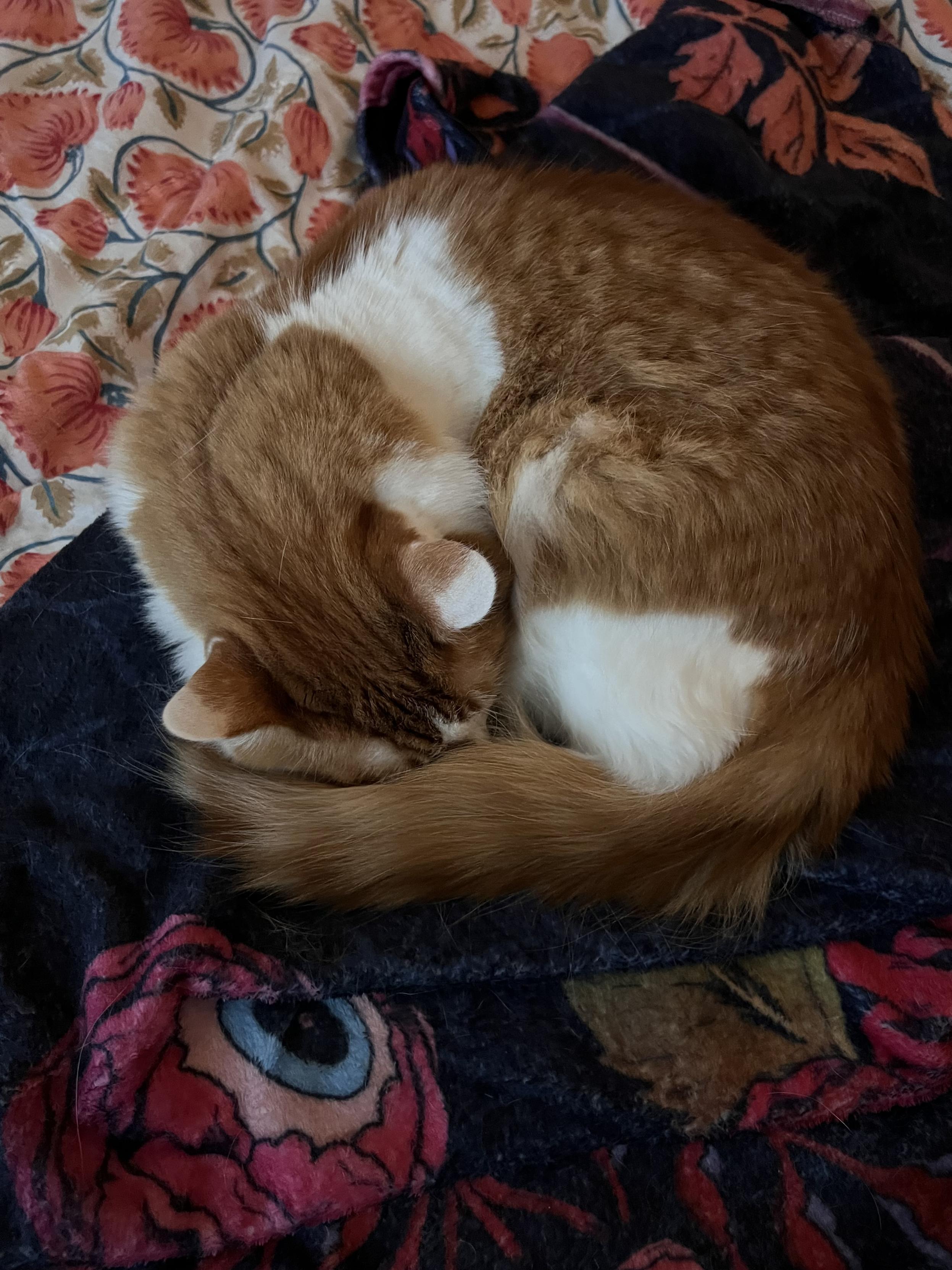 An orange and white cat curled up into a ball, sleeping on a plush dark blue blanket with eyeball flowers