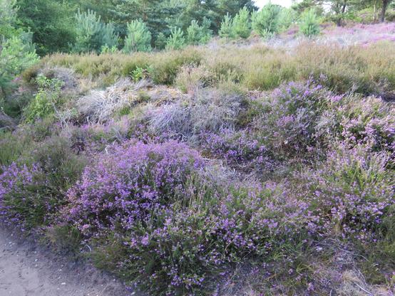 Heather and other heathland vegetation, Dunwich Heat.