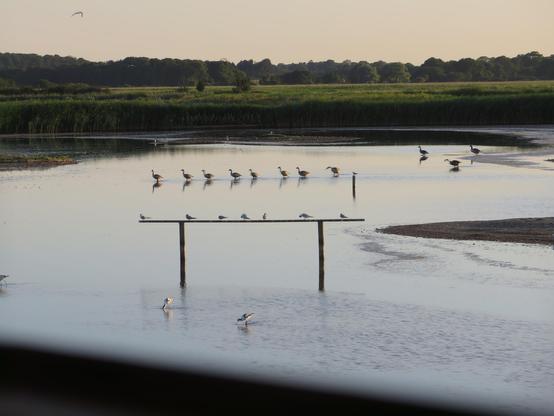 Evening at Minsmere RSPB bird reserve, with lines of water birds resting and travelling.