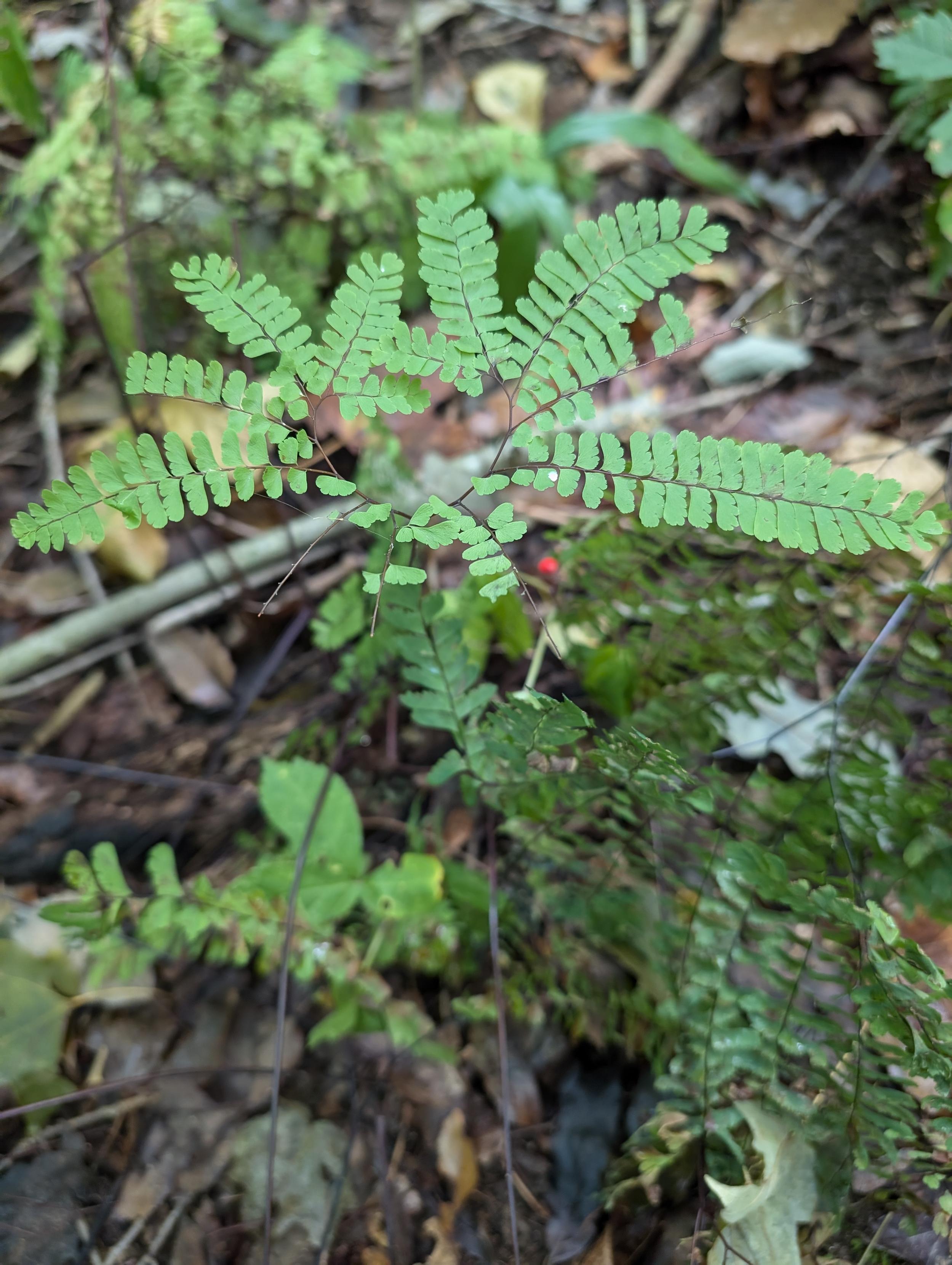 A single maidenhair fern growing up from a clump of moss. Other small plants blurred in the background