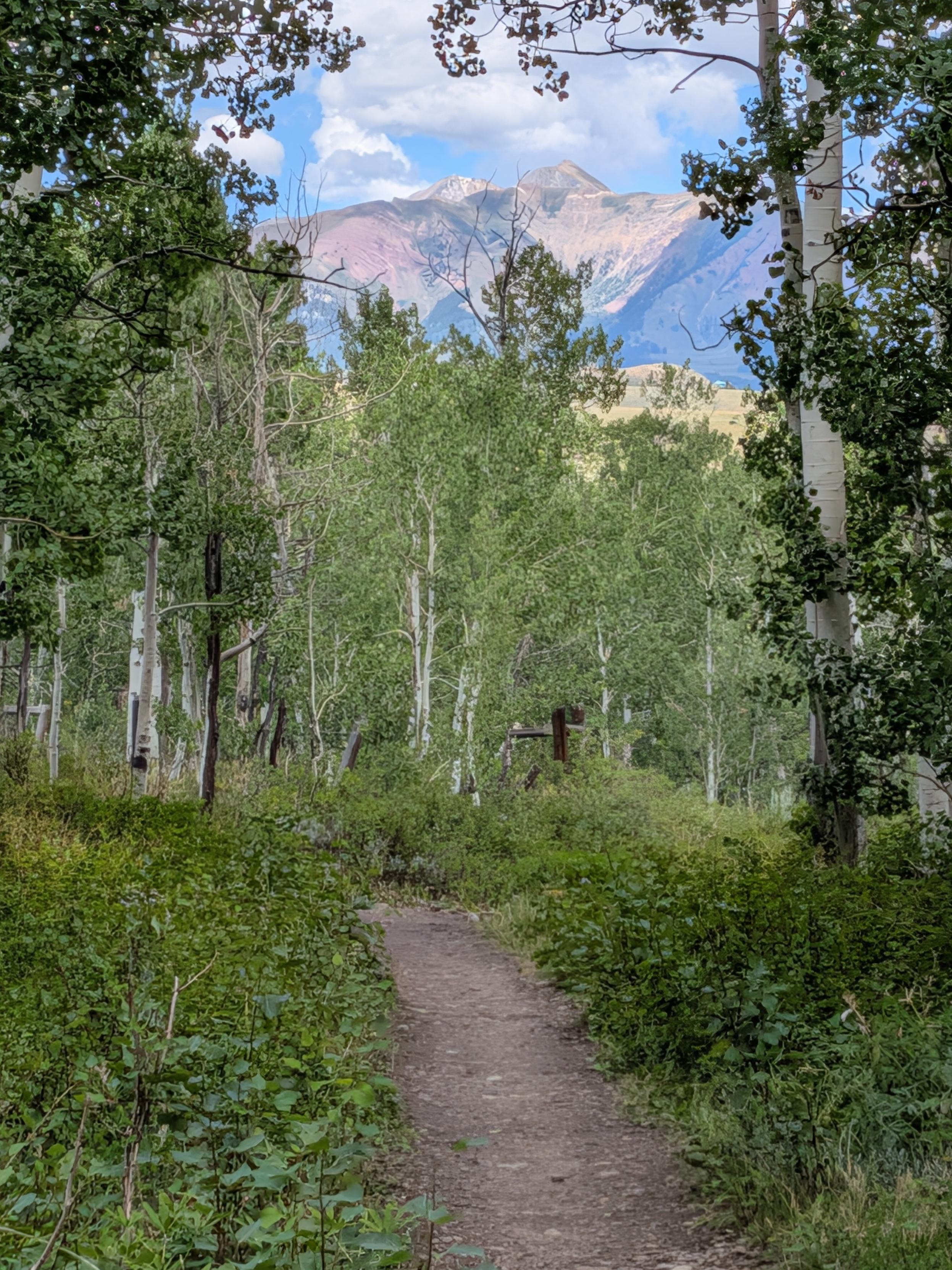 a trail leads into a stand of aspens. A distant peak is visible in the background.