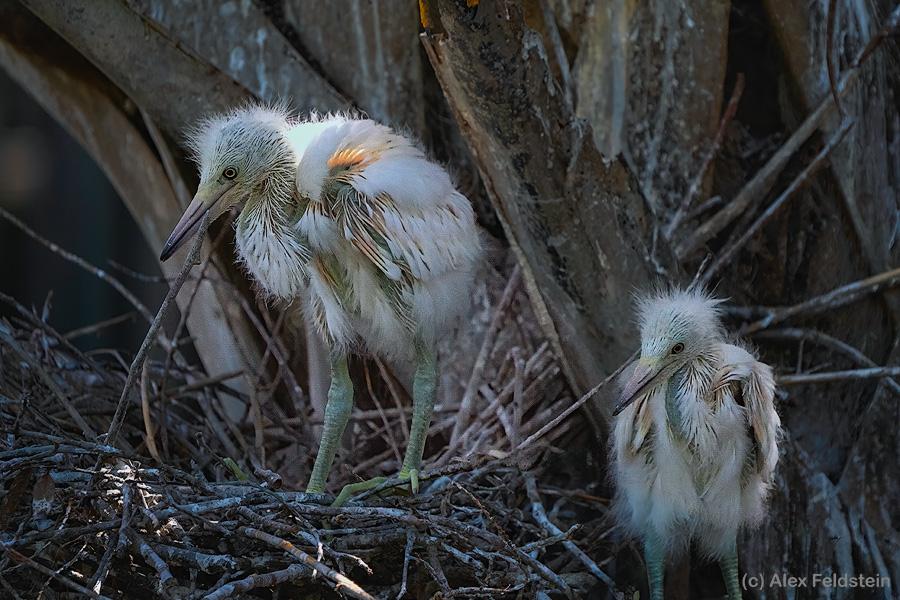 Baby egrets in nest