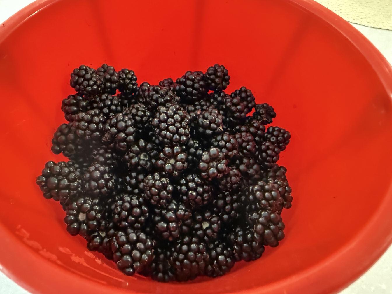Nice ripe blackberries in a bright red plastic sand bucket (traditional picking tool).