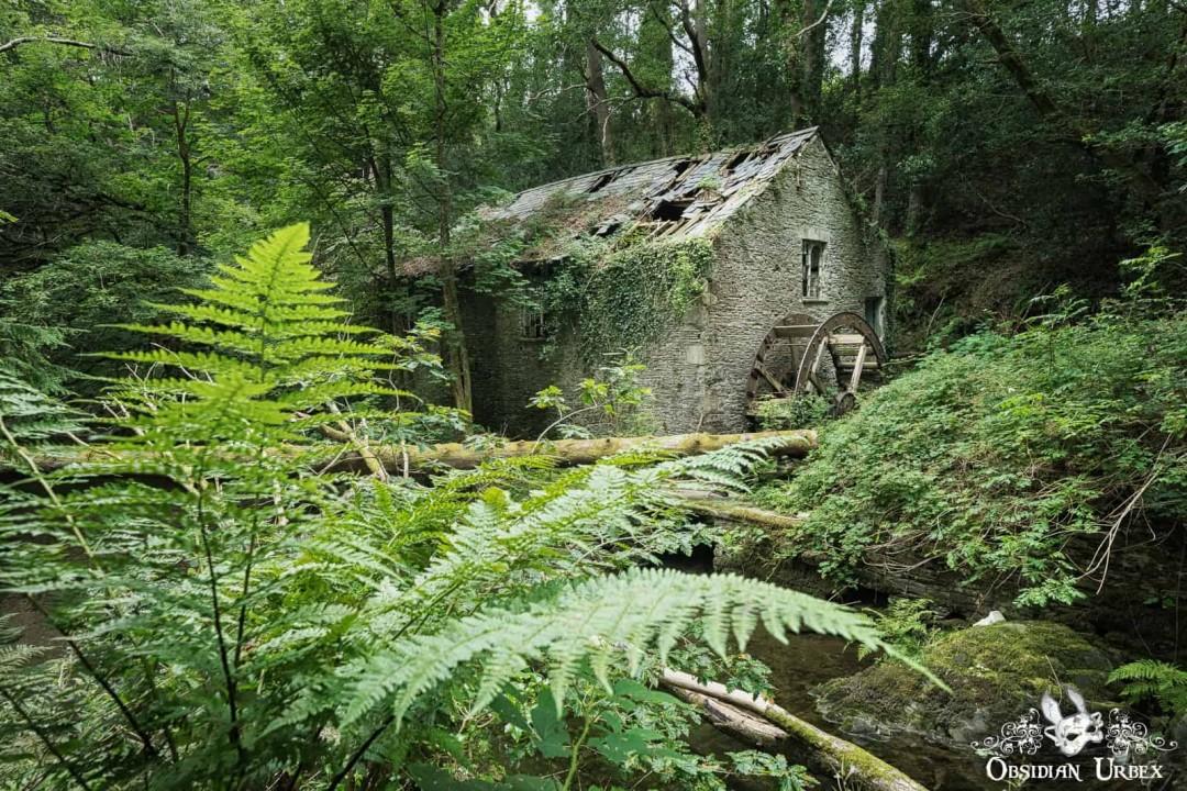 Ruined mill in the forest, the vegetation is a lush mix of trees and ferns