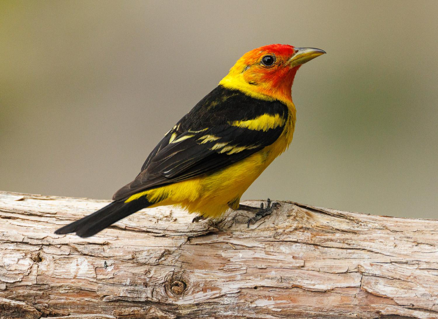 A boldly colored bird, red-headed with black wings and bright yellow underparts, perches on a tree branch.