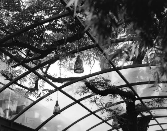 Lucky LUCKY SHD 100 (6x7)

English
A black-and-white photograph of an interior. The curved metal framework supports a transparent roof, through which tree branches and dense foliage are visible. Three hanging lanterns with intricate patterns are suspended from the metal beams, adding a decorative touch to the natural setting.
中文
一张黑白照片，展示了一个内部结构。弯曲的金属框架支撑着透明的屋顶，透过屋顶可以看到树枝和茂密的叶子。三盏带有复杂图案的吊灯从金属梁上悬挂下来，为自然环境增添了一抹装饰风情。