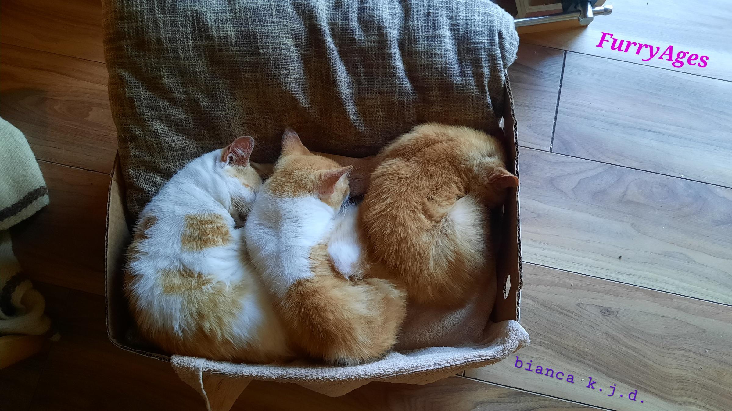 Three red and white cats sleep side-by-side in a banana box on a brown-beige cusion. The box stands on a brown laminated floor.