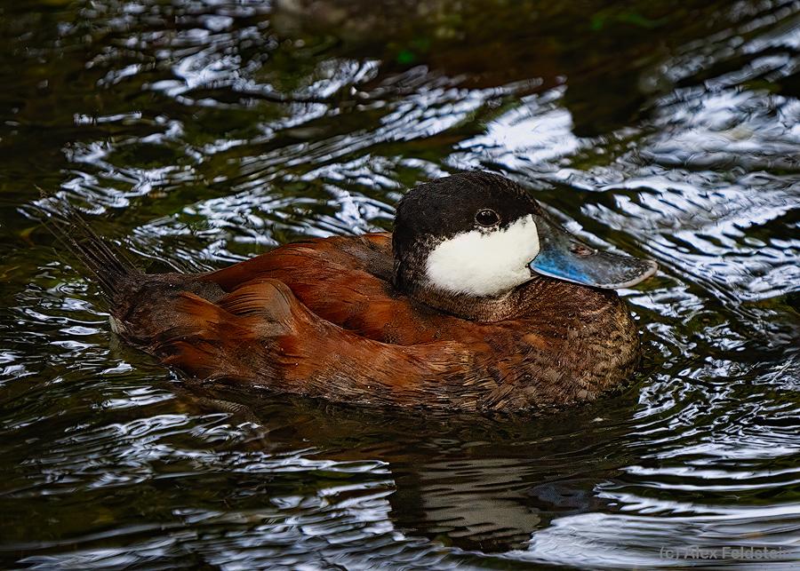 Ruddy duck swimming in a pond at the zoo