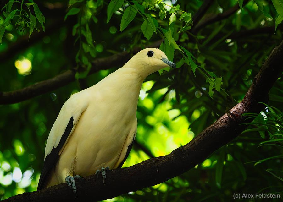 Pied Imperial Pigeon at the zoo