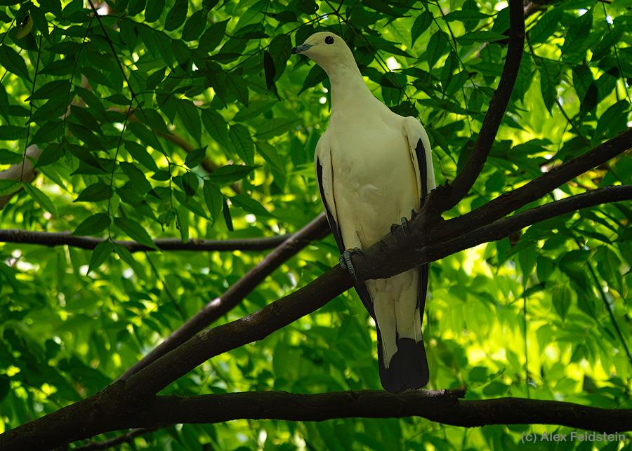 Pied Imperial Pigeon at the zoo