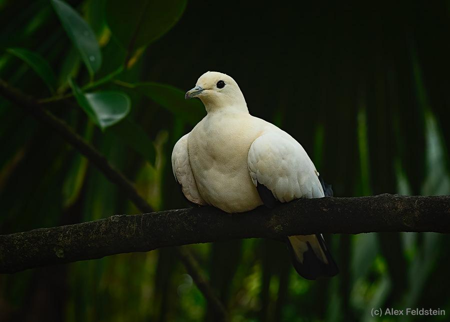 Pied Imperial Pigeon at the zoo