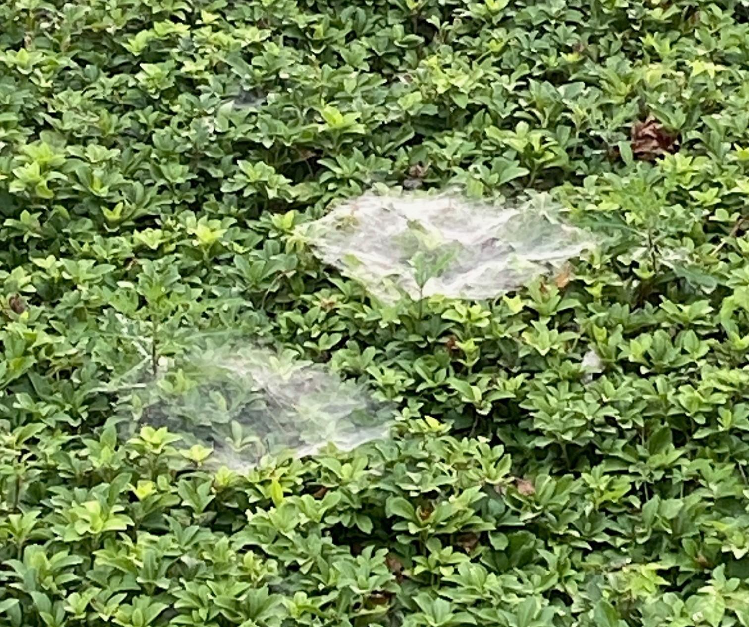 Color image of spider webs newly built over ground cover plants. The image shows two different spider webs, among several more, all built overnight, now ready for the morning's catch of insects, gray/white webs stretched across the green leaves of low ground-cover plants, the rising sun lighting up their top surfaces.