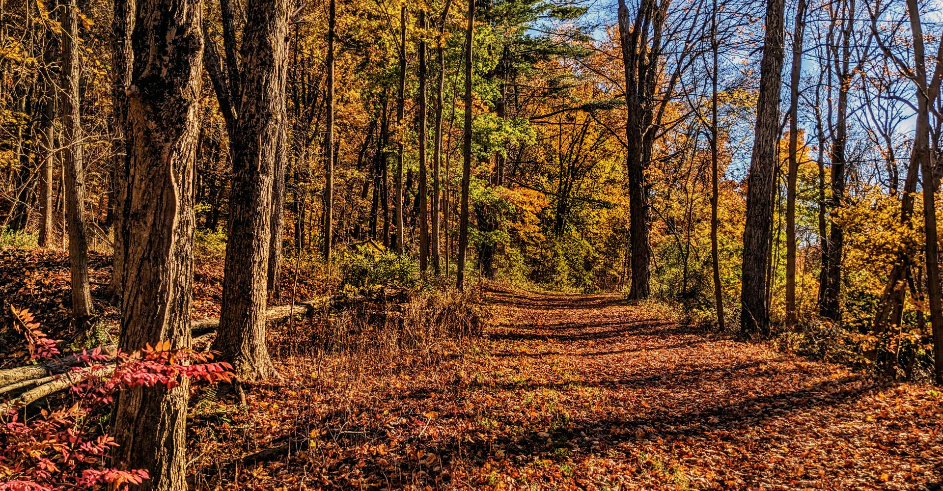 The sky is clear, cloudless and deep blue. Offscreen right, the sun is low in the sky, casting long shadows to our left. The afternoon sunlight is slightly tinted gold (it is not quite golden hour, but getting there). We are walking down a wide old woods road, long ago abandoned to any use other than foot travel. The old road and the forest floor surrounding it are carpeted with freshly fallen brightly colored leaves. There is a shrub with bright red leaves in the lower left. Much of the underbrush has lost its leaves, most of what's left is bright golds and oranges. The trees are at peak autumn color, bright greens, oranges and golds.