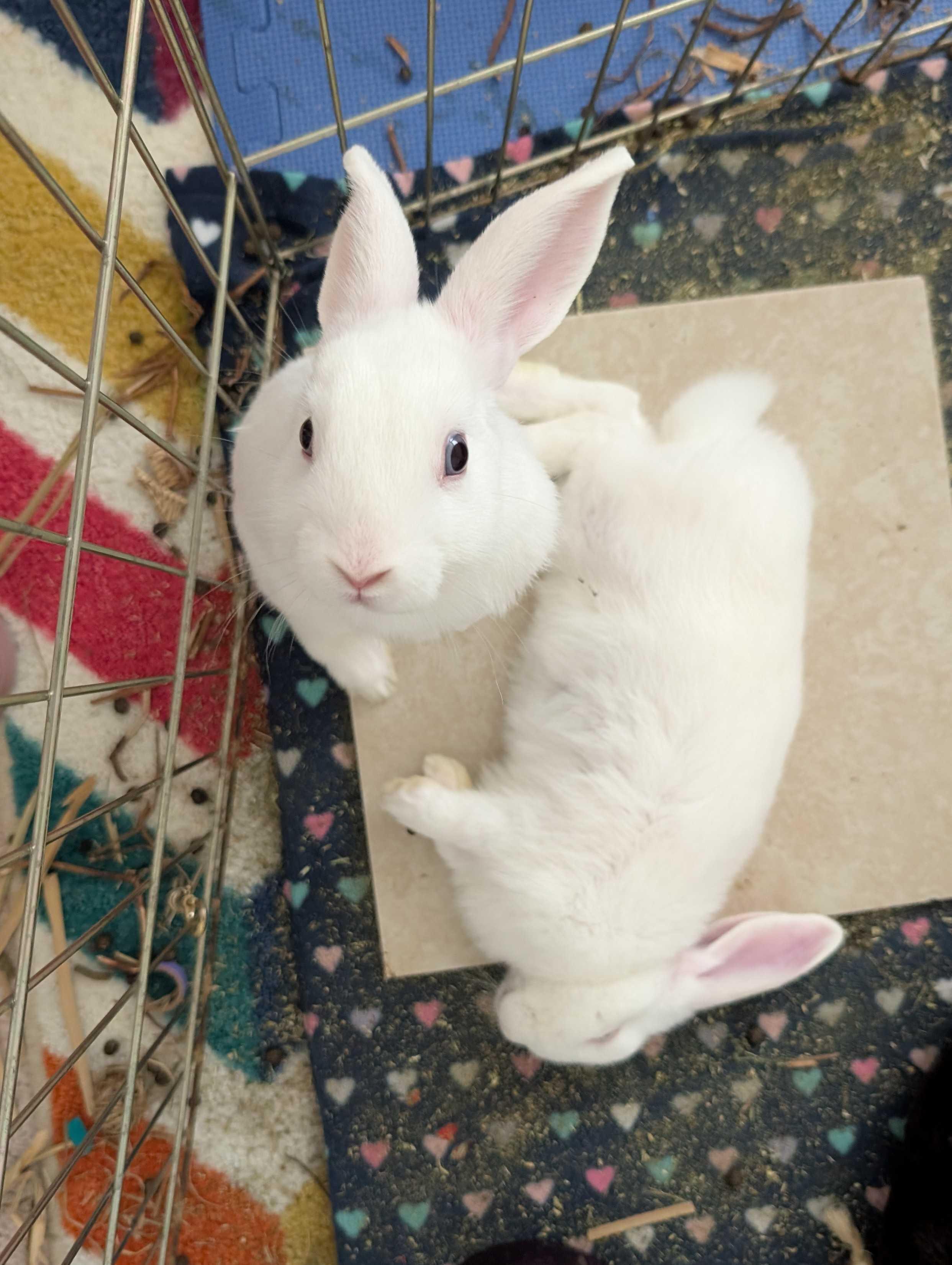 Two young white rabbits in an exercise pen. One is sleeping flopped over on the floor, and the other one is standing up on his back legs curiously.