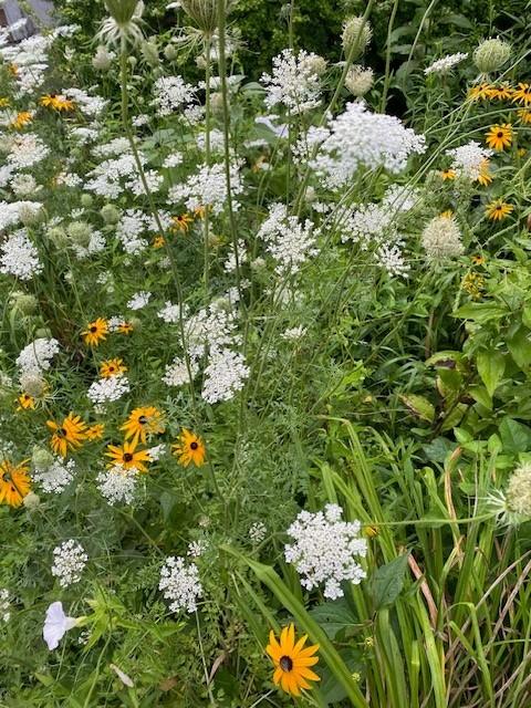 Color image of a garden overrun by wildflowers, including daisies, Queen Anne's Lace, trumpet vines and more. Image shows a summer garden covered in wildflowers in white, yellow, blue, and purple colors against a green backdrop of stems.