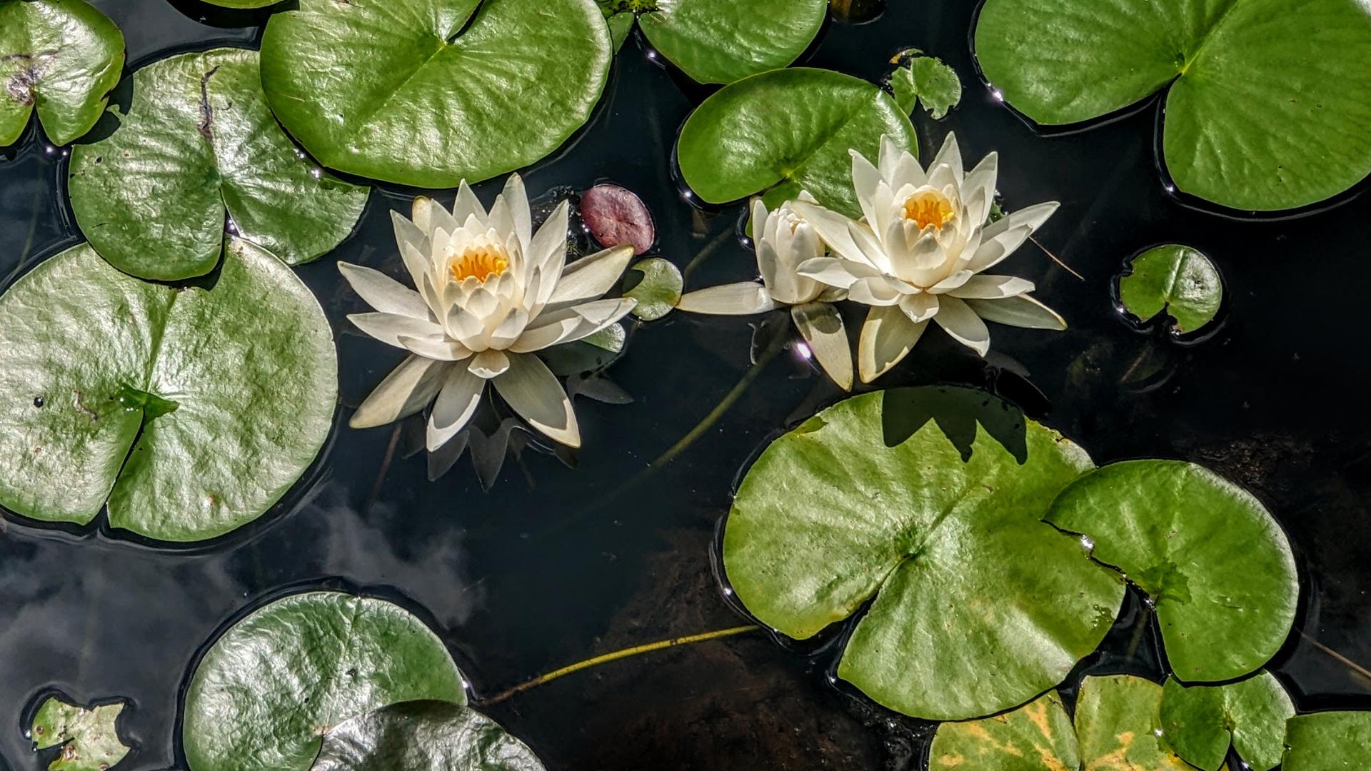 A closeup of two white water lily blossoms with gold and yellow clusters of stamens in their centers floating on the calm surface of a pond amid a dense cluster of green lily pads. Waster lilies and lily pads are dazzling in the bright summer sunshine. The surface of the pond mirrors the hazy clouds and blue skies of a sunny summer day, but darkly. The reflected blue sky is almost black, the white wisps of cloud reflections are light gray.