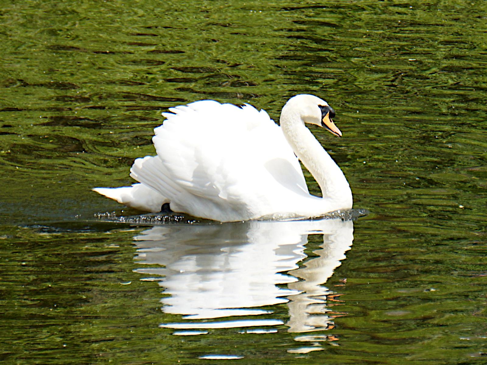 A swan on the River Severn. completely white except for its yellow beak and black around the eyes, reflected in the slow running river its reflection seen in the ripples. 
The water look green as it's reflecting the trees and foliage from the opposite bank